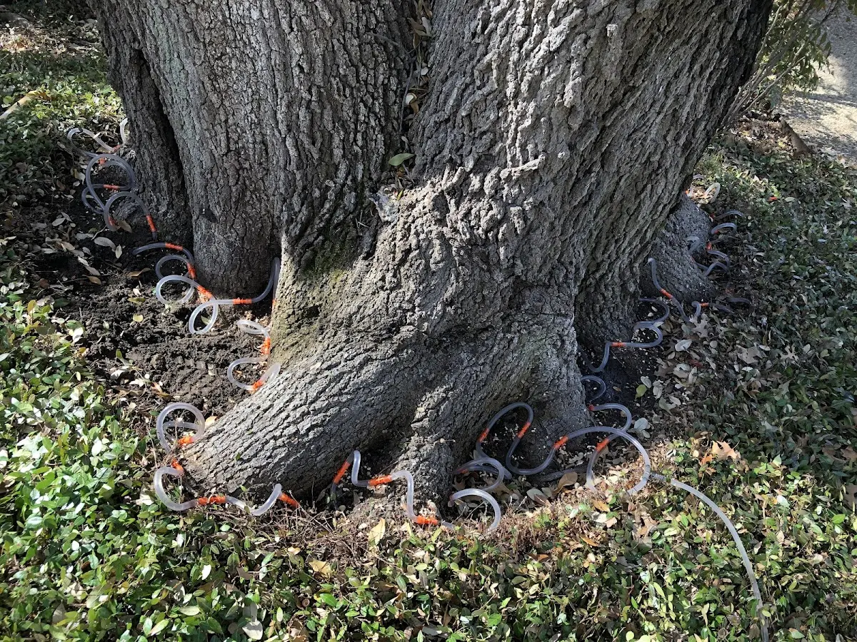 Detailed Tree Cabling and Bracing job site in Middletown Springs