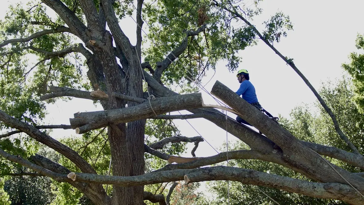 Professional Crown Thinning performed by certified arborists in Middletown Springs